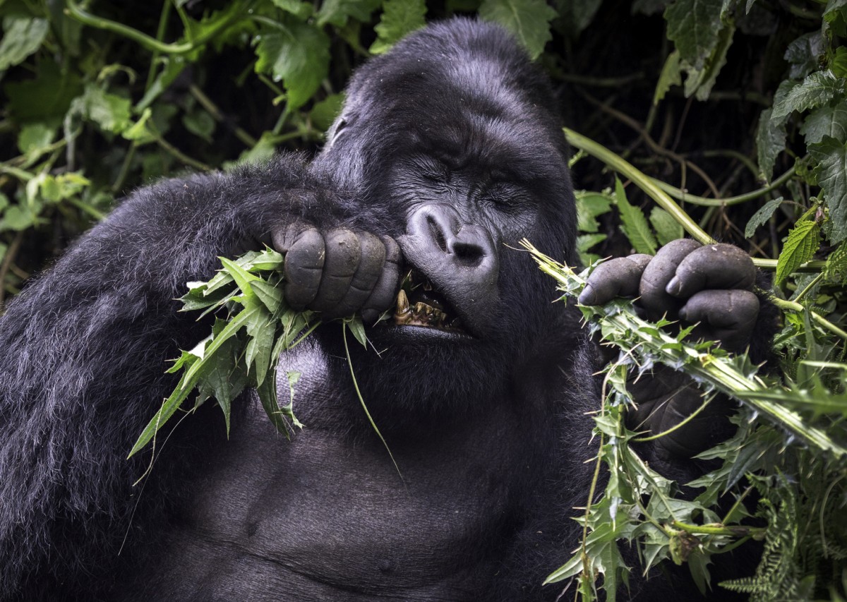 Sonderführung «Great Apes - Great Challenges»